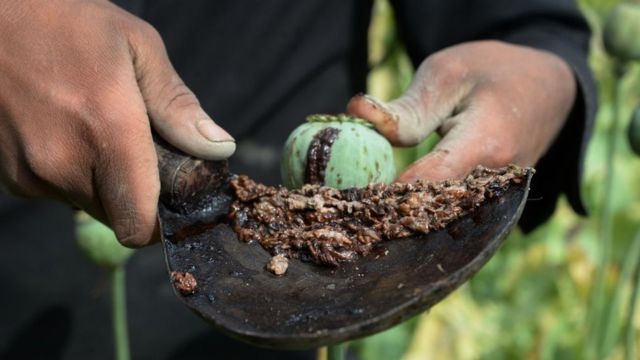 Afghan farmer harvests opium sap