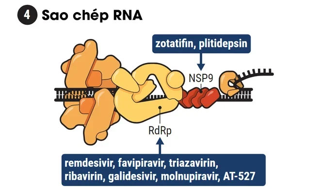 Chiếc búa molnuporavir là một cú nện sấm sét vào enzyme sao chép (RdRp) của virus ncov