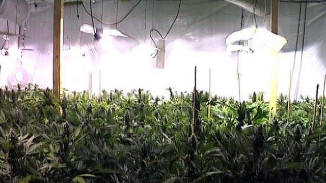 Cannabis farm