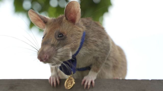 Magawa with his medal