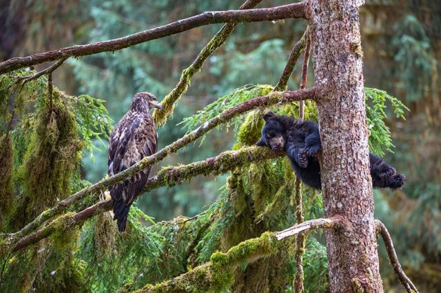 A bald eagle watches a black bear cub sleeping in a tree in the rainforest of Anan in Alaska